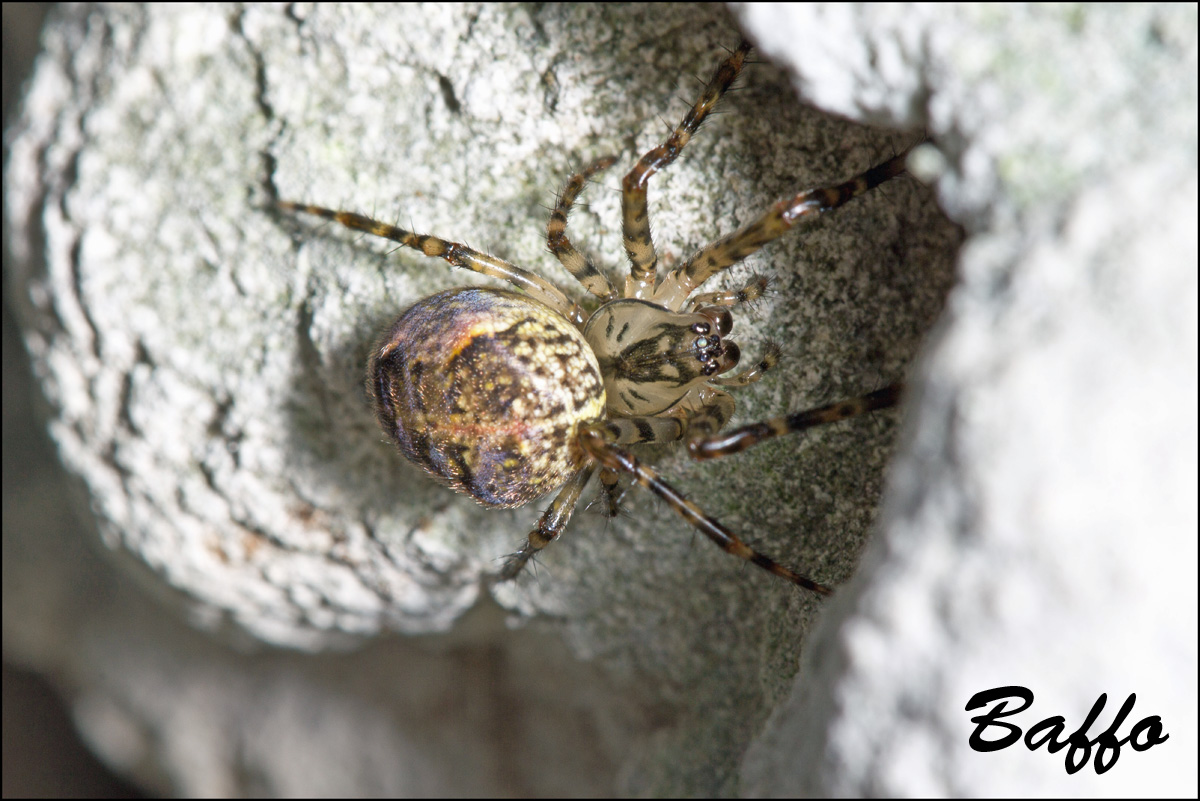 Metellina merianea; Meta menardi - Samatorza (TS)